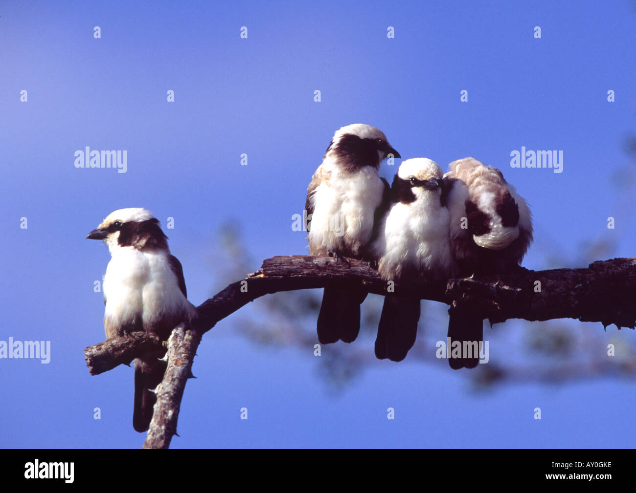 A group of Southern White Crowned Shrike Stock Photo