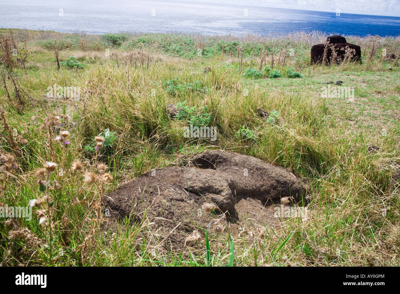 Buried moai head on Easter Island Stock Photo Alamy