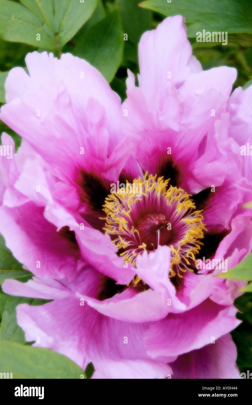 Pink Japanese Tree Paeony flower close up soft focus Paeonia