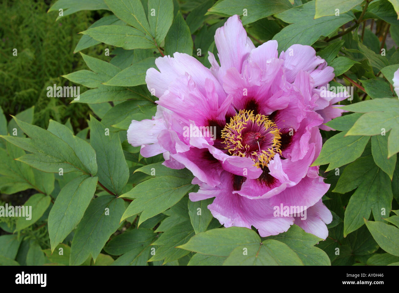 Paeonia suffruticosa- an intimate image of its enticing beauty