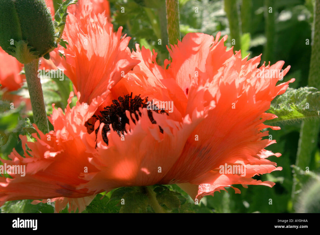 Deep pink frilled oriental poppy flower Botanical name Papaver orientale Stock Photo