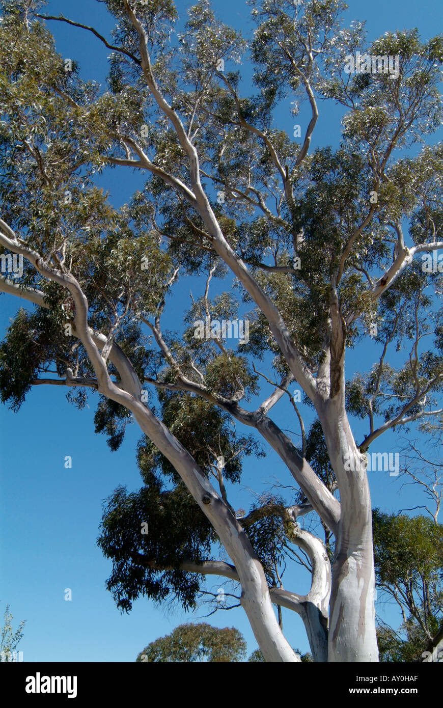 Gum Tree Australia Australian Wood Branch Leaves Native Stock Photo Alamy Gum Tree Australia Australian Wood Branch Leaves Native Stock Photo Alamy