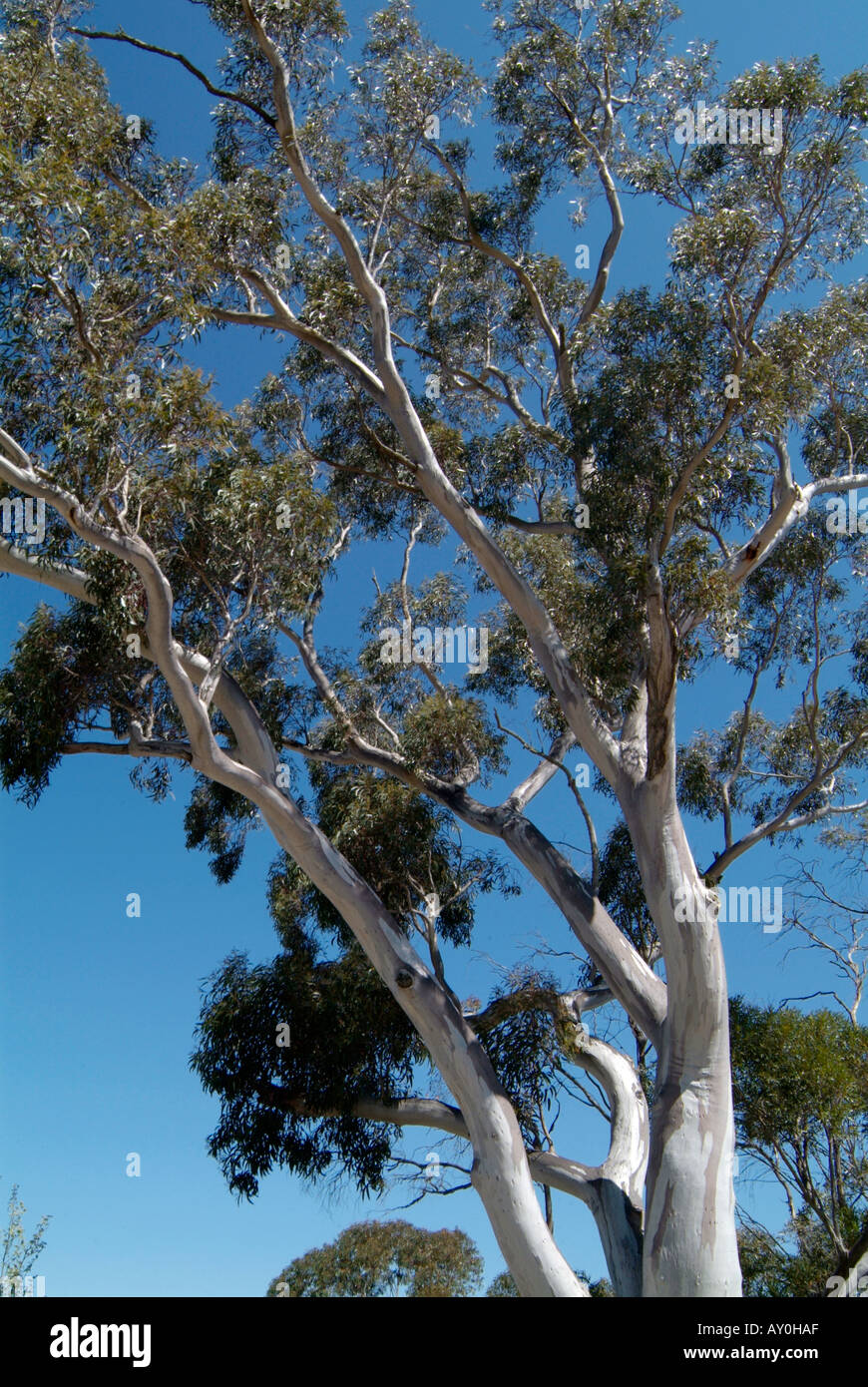 Klassisch Flipper Indica australian native gum trees Annehmen Öffner Baden