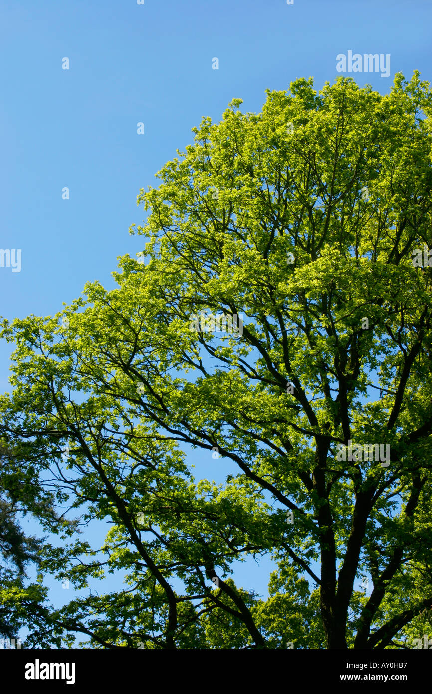 English Oak Tree Quercus robur against blue sky Stock Photo - Alamy