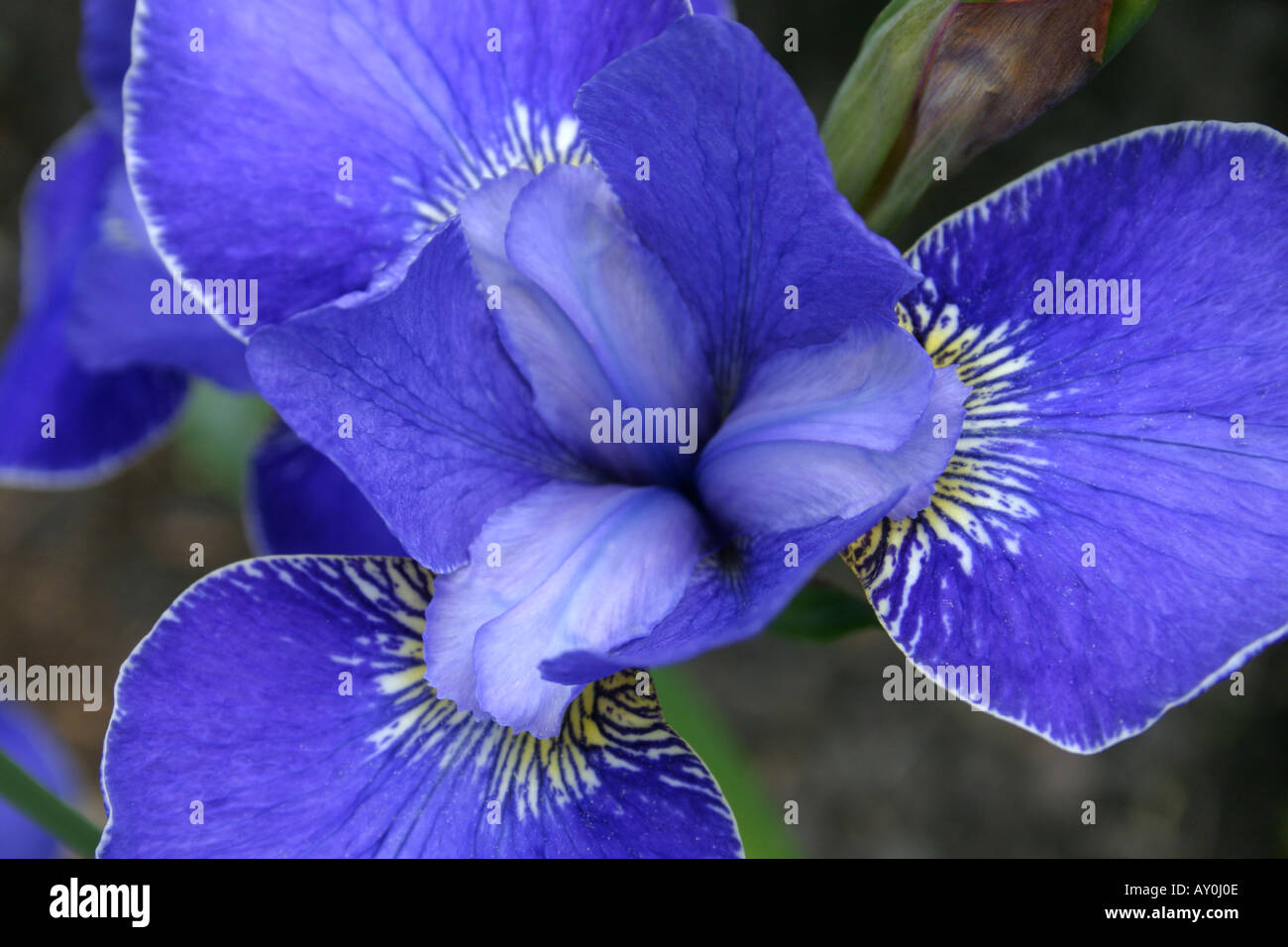 Blue flower of Iris sibirica Silver Edge close up Stock Photo