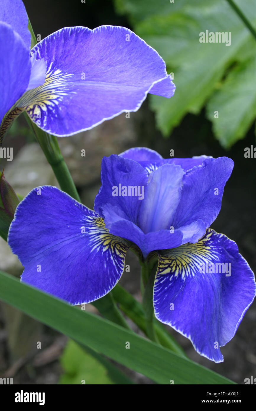 Blue flowers of garden plant Iris sibirica Silver Edge Stock Photo