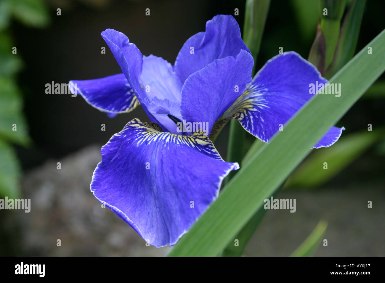 Blue flowers of garden plant Iris sibirica Silver Edge Stock Photo