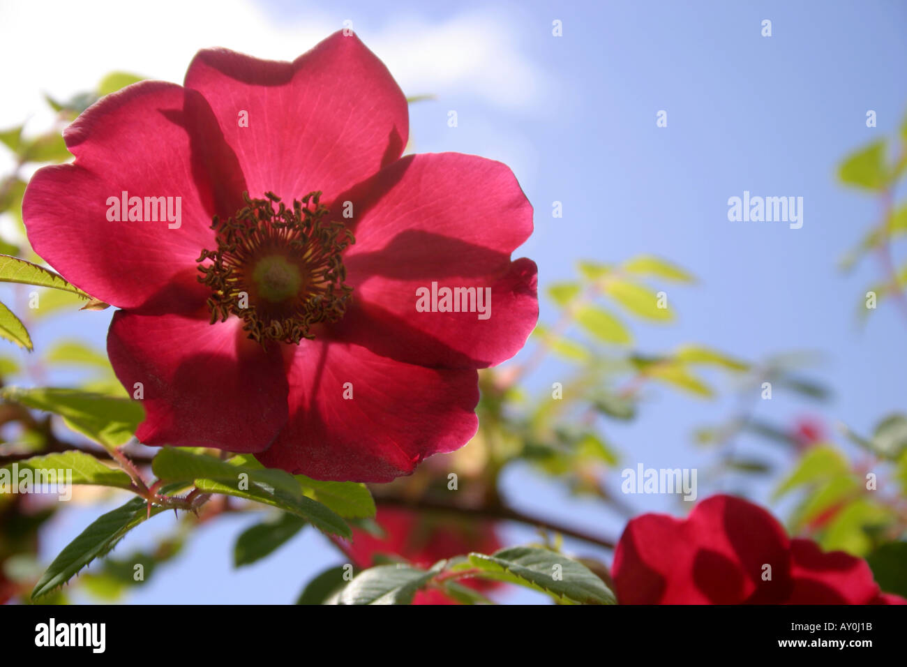 Rose Rosa Crimson Sky High Resolution Stock Photography And Images Alamy Rose Rosa Crimson Sky High Resolution Stock Photography And Images Alamy