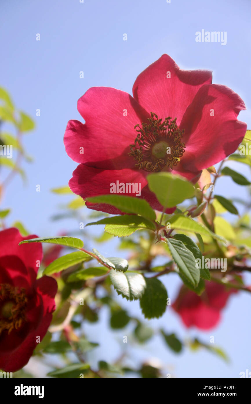 Sky Rosa Reds Red single flower of rose Rosa moyesii Geranium close up with blue sky ...