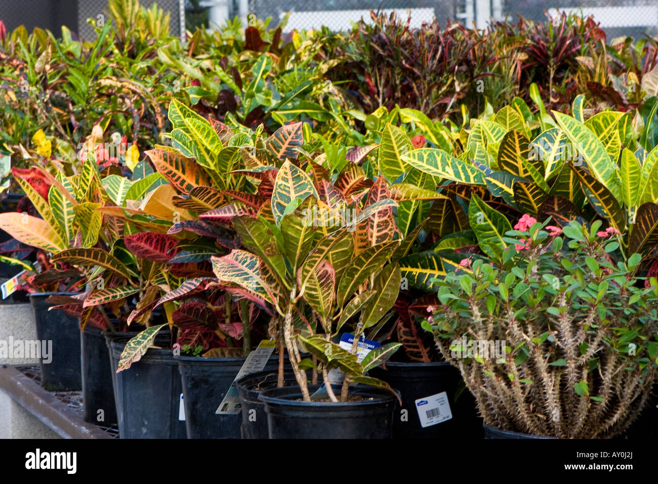 lawn care lawn and garden colorful flowers plants Stock Photo