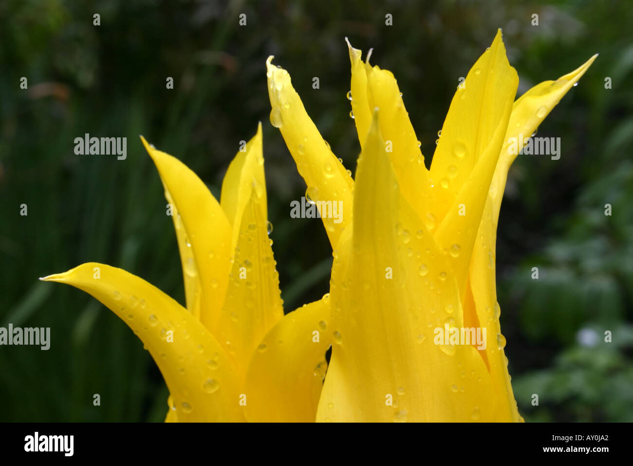 Raindrops on yellow tulips  Tulipa West Point Stock Photo