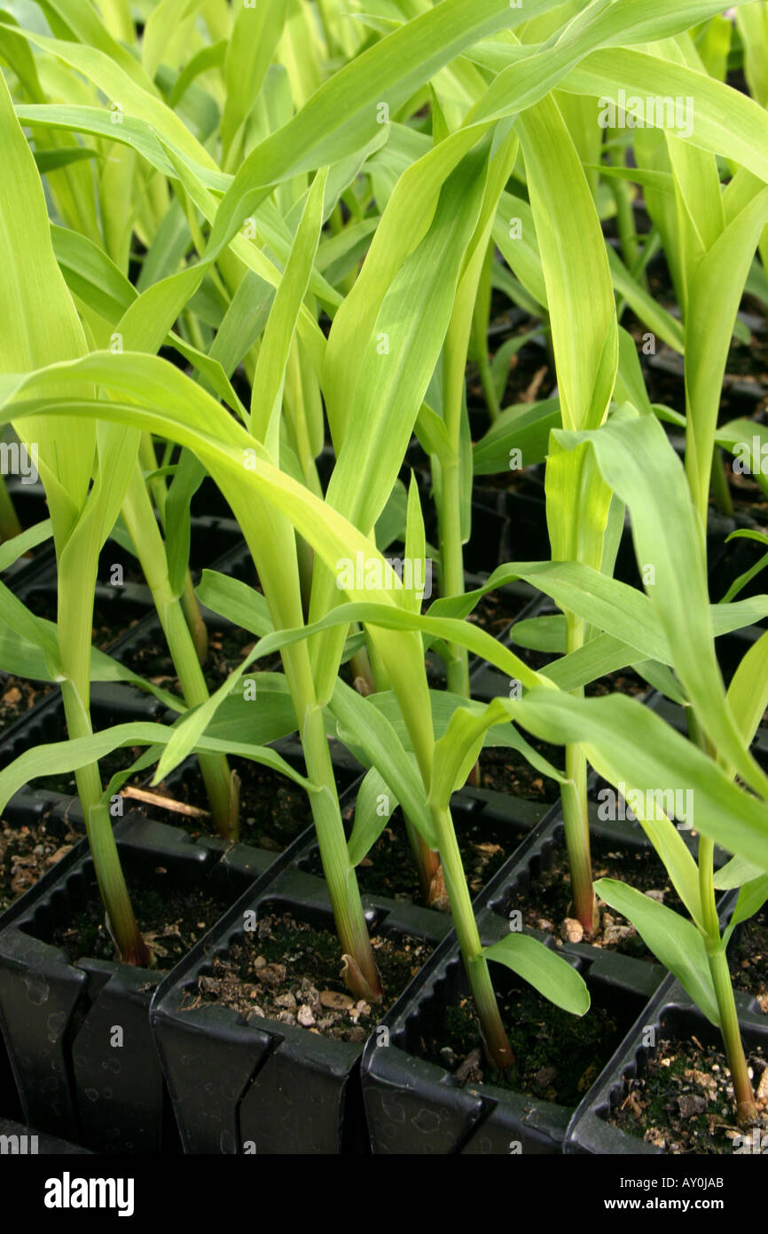 Sweetcorn seedlings in pots Stock Photo Alamy