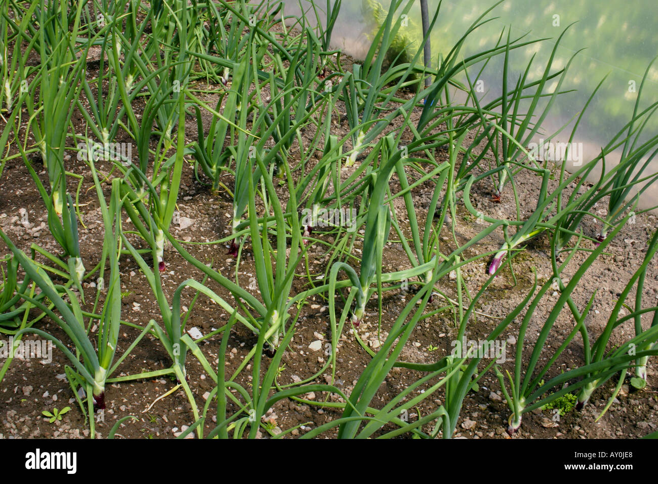 Onion plants growing in polytunnel Stock Photo Alamy