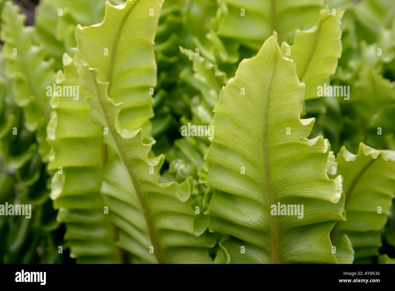 Leaves of Asplenium scolopendrium undulatum or Harts Tongue Fern close up Stock Photo