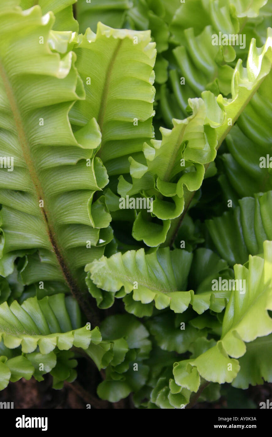 Leaves of Asplenium scolopendrium undulatum or Harts Tongue Fern close up Stock Photo