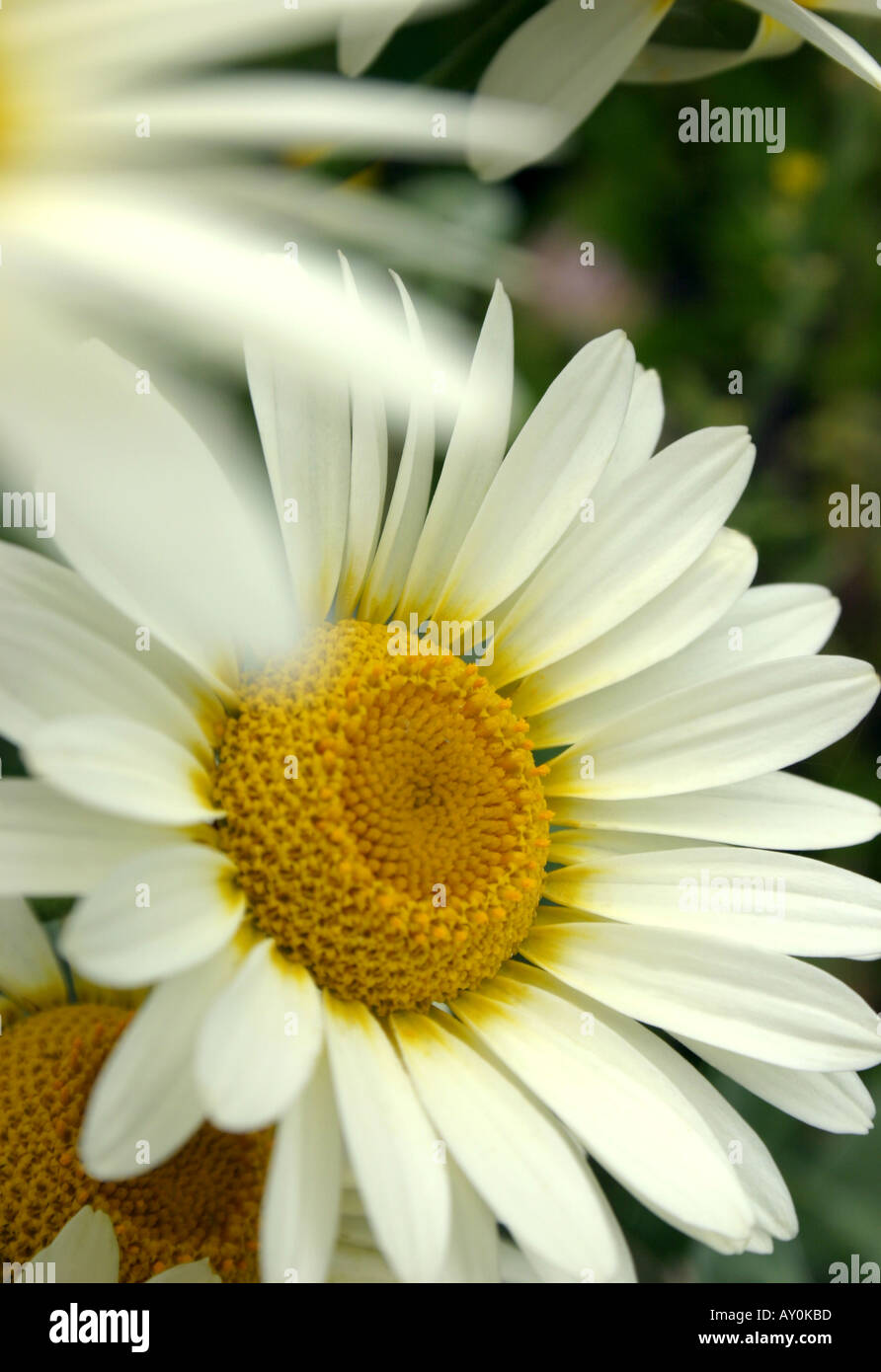 Closeup of flower of summer flowering perennial garden plant Anthemis