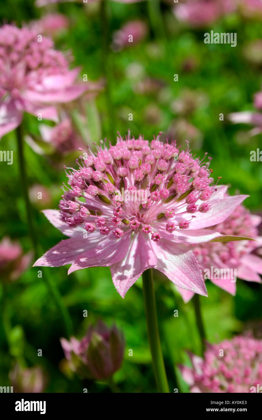 Flower of summer flowering garden perennial plant Masterwort or Astrantia major Stock Photo