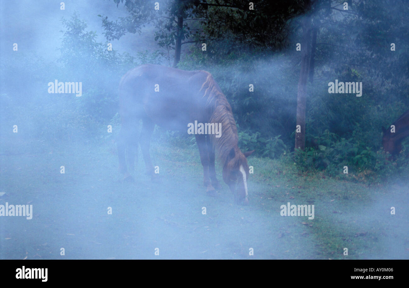 Horses in mist in Podocarpus National Park in south Ecuador Stock Photo