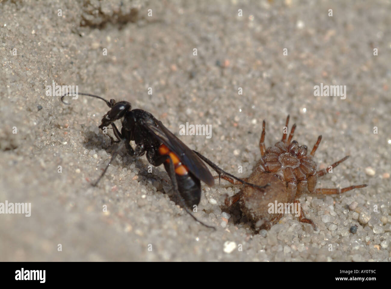 A Black Banded Spider Wasp Anoplius viaticus has succeeded in paralyzing a spider Stock Photo