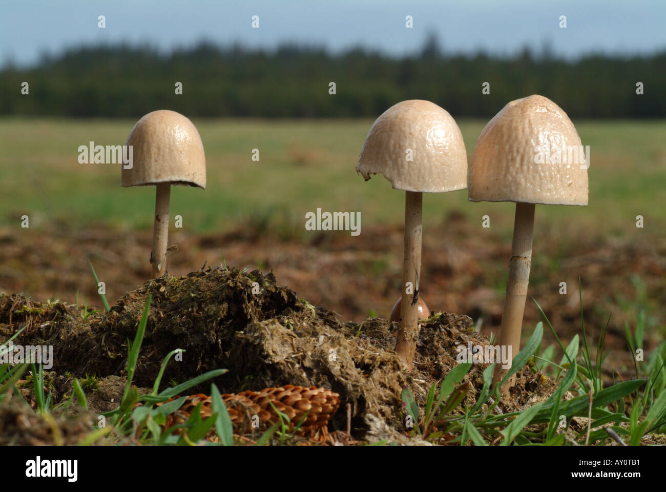 Panaeolus semiovatus a mushroom growing on manure Stock Photo Alamy