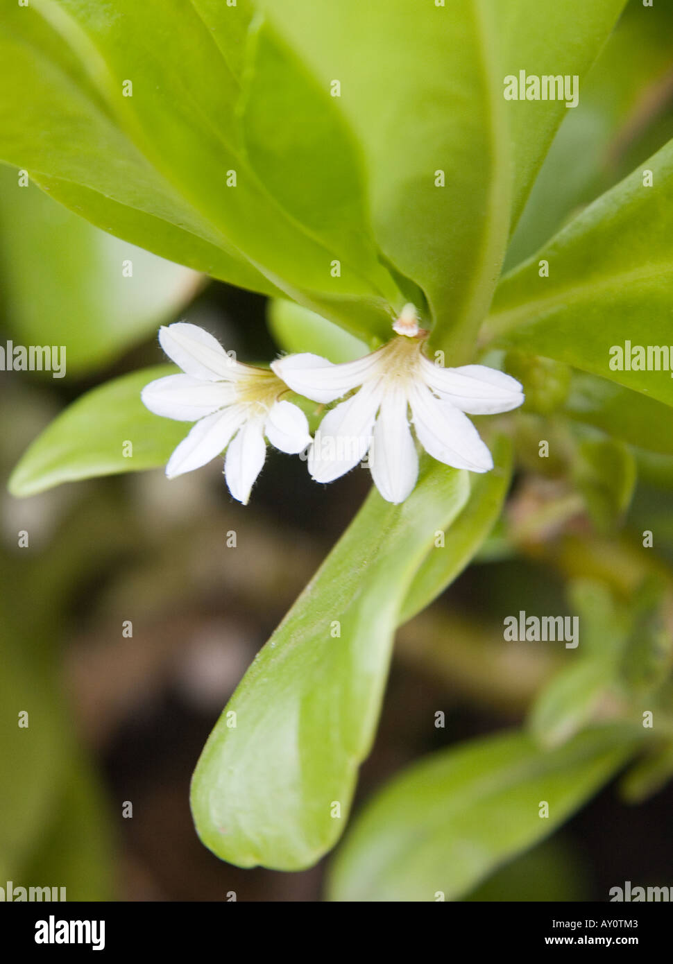 Scaevola frutescens flowers oahu hires stock photography and images