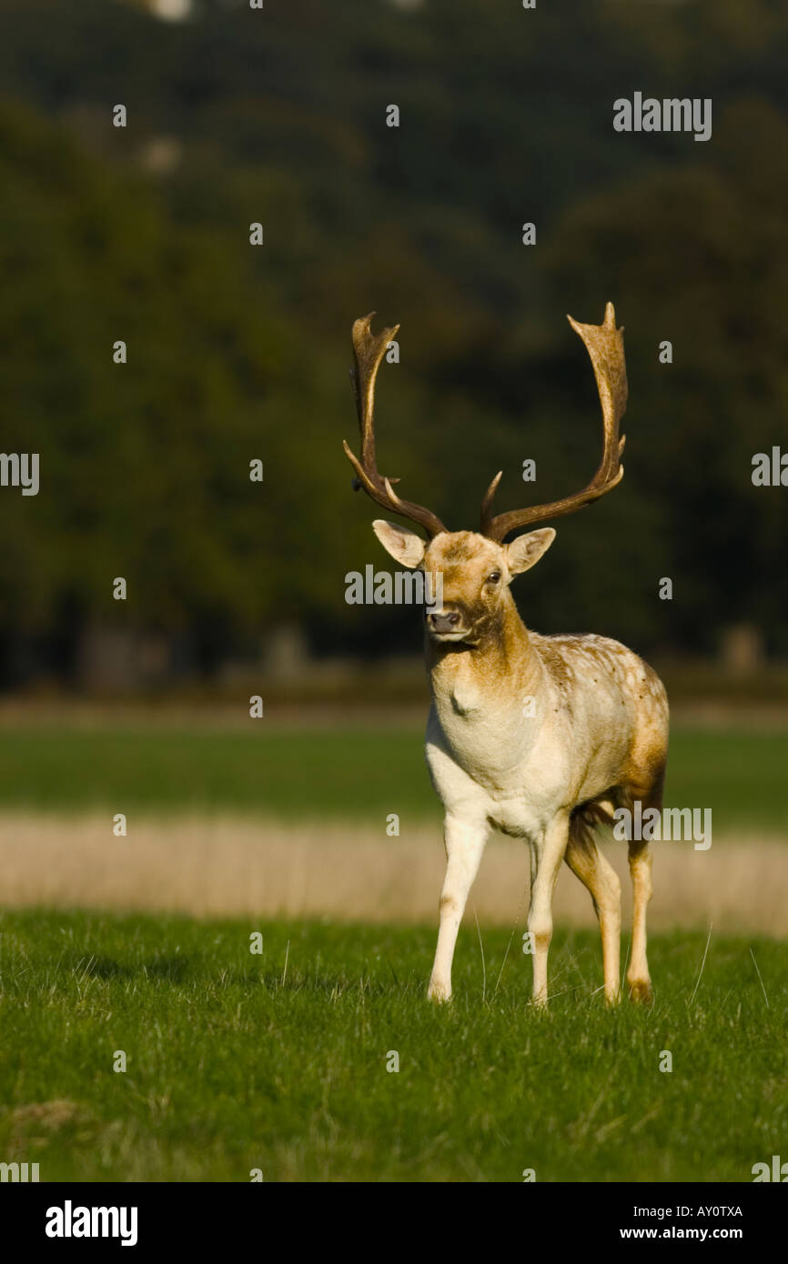 roe deer stag Stock Photo - Alamy