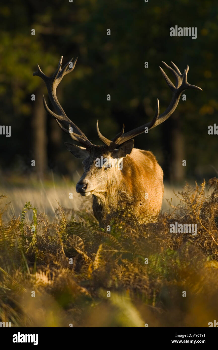 red deer male in rutting season Stock Photo - Alamy