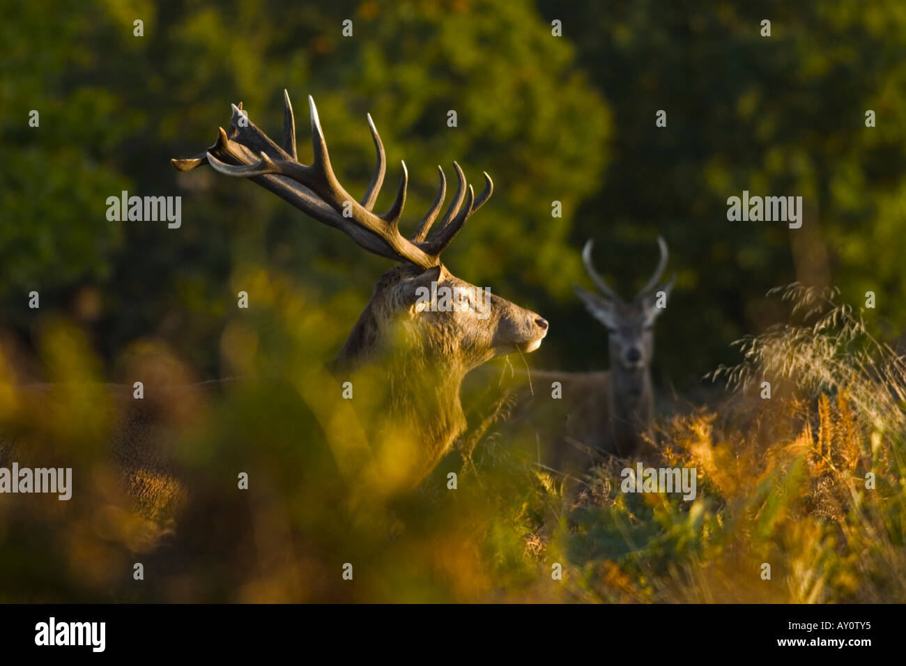 red deer stag with female Stock Photo - Alamy