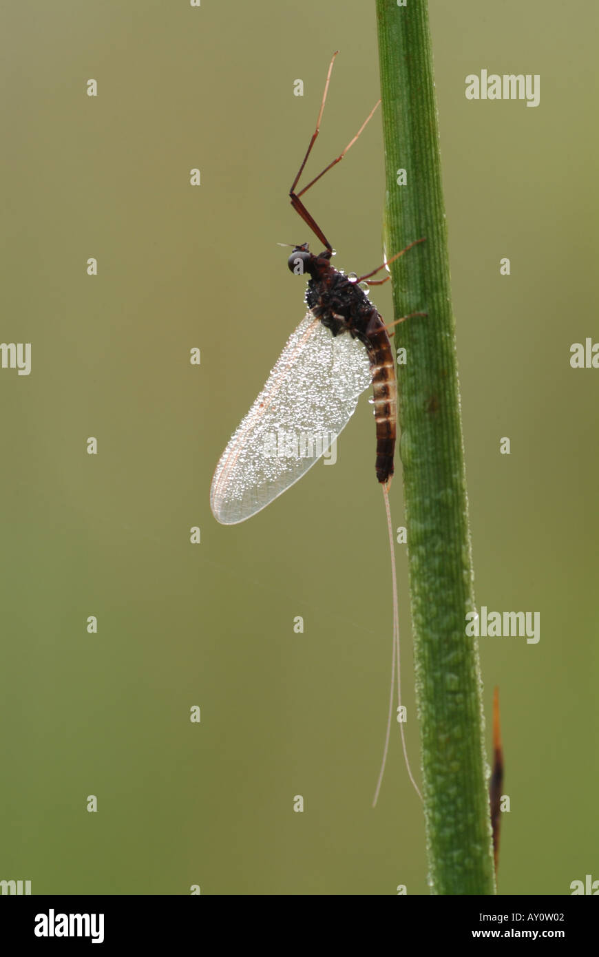 Leptophlebia hi-res stock photography and images - Alamy