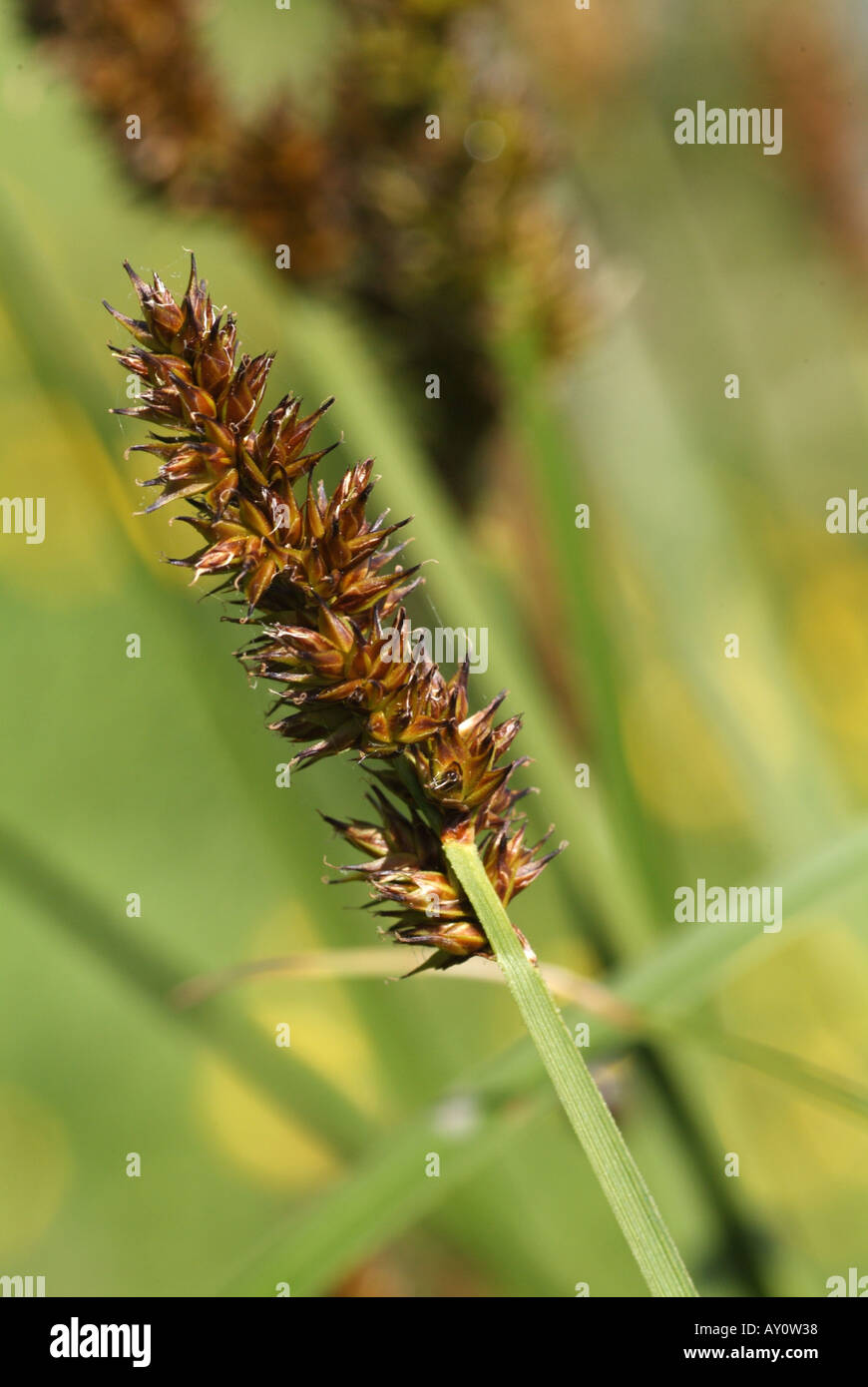 True Fox-sedge (Carex vulpina). Stock Photo