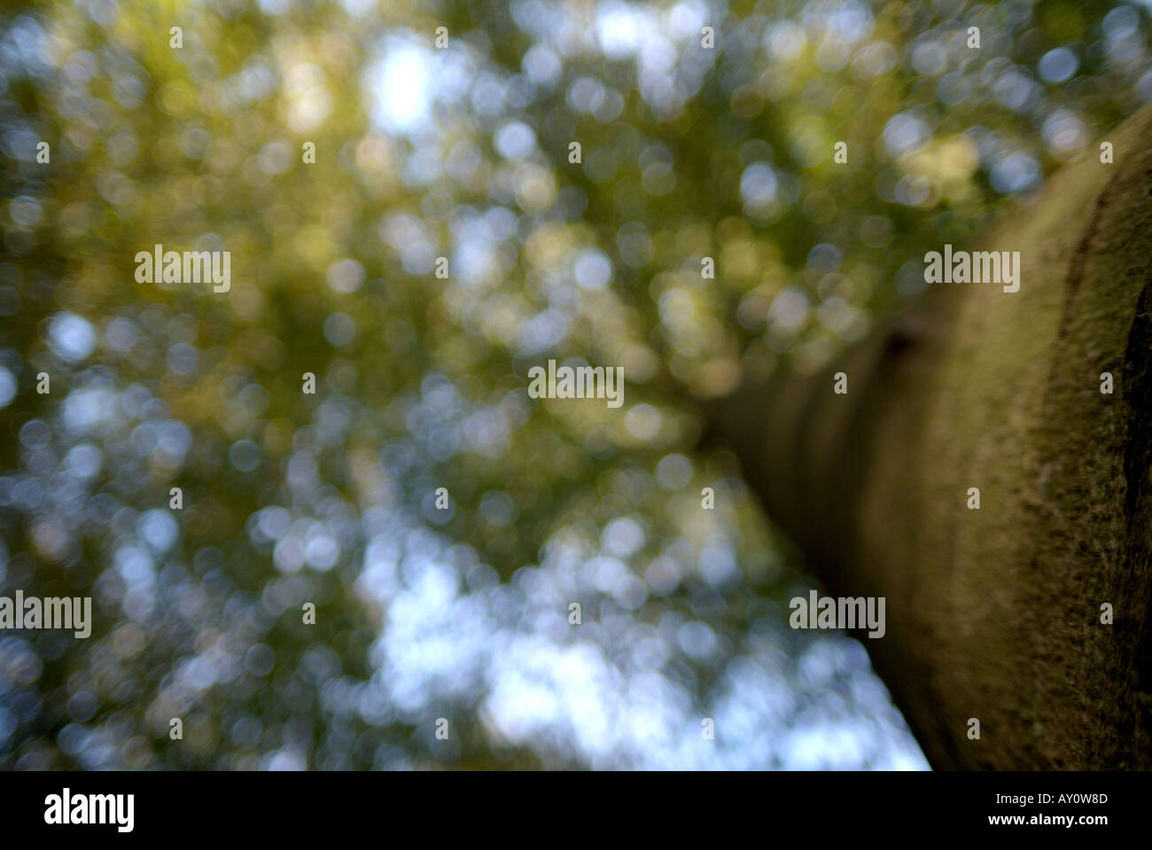 Beech (Fagus sylvatica). Stock Photo