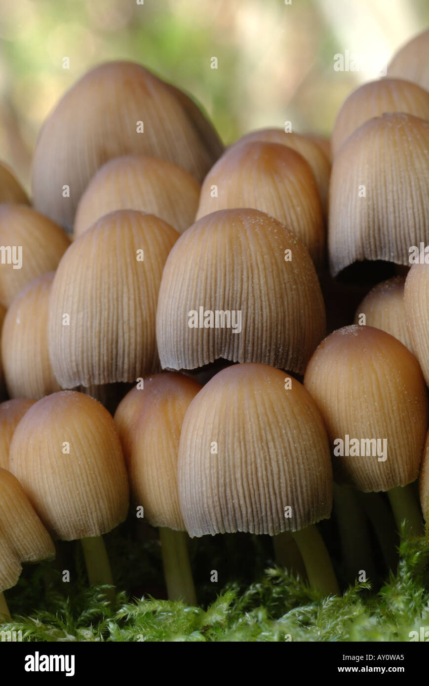 Mushroom group shot. Stock Photo