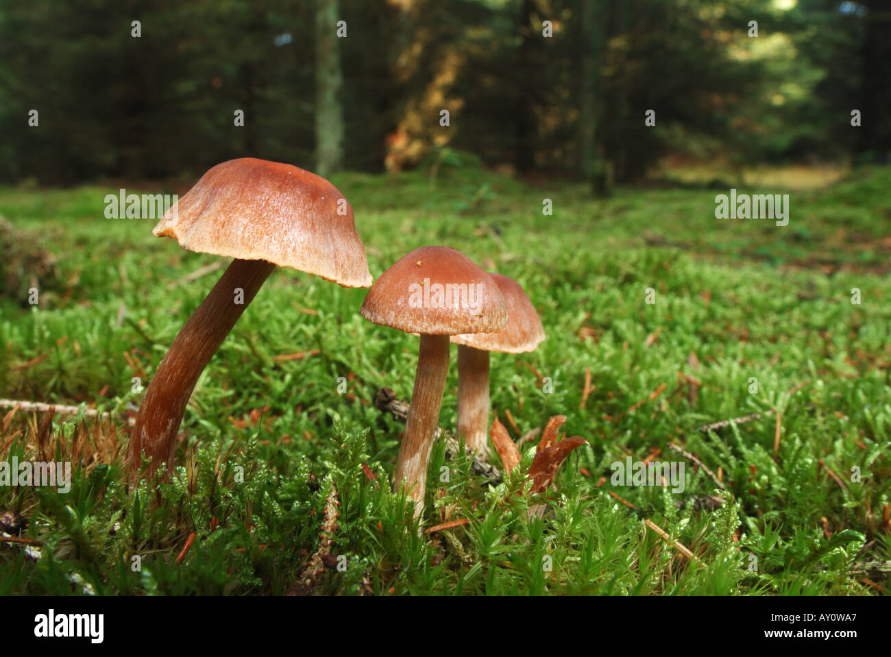Mushrooms in a spruce forest Stock Photo