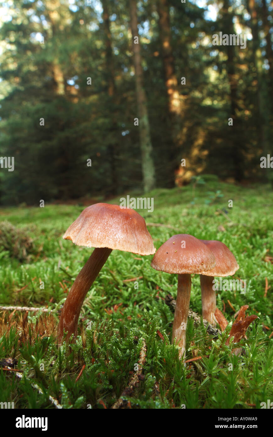 Mushrooms in a spruce forest Stock Photo