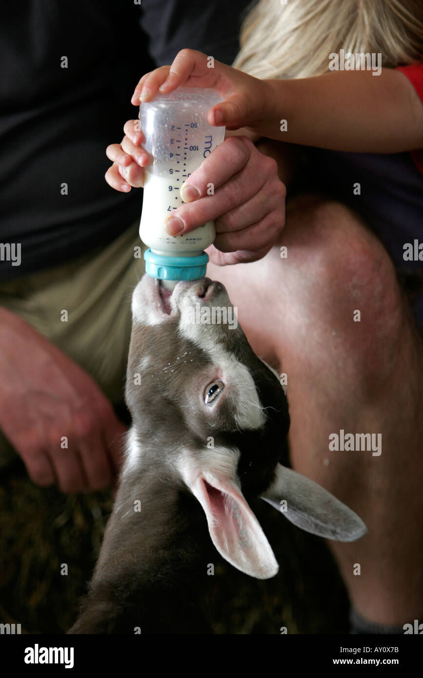 Baby kid goat being fed milk by bottle children's hands holding bottle