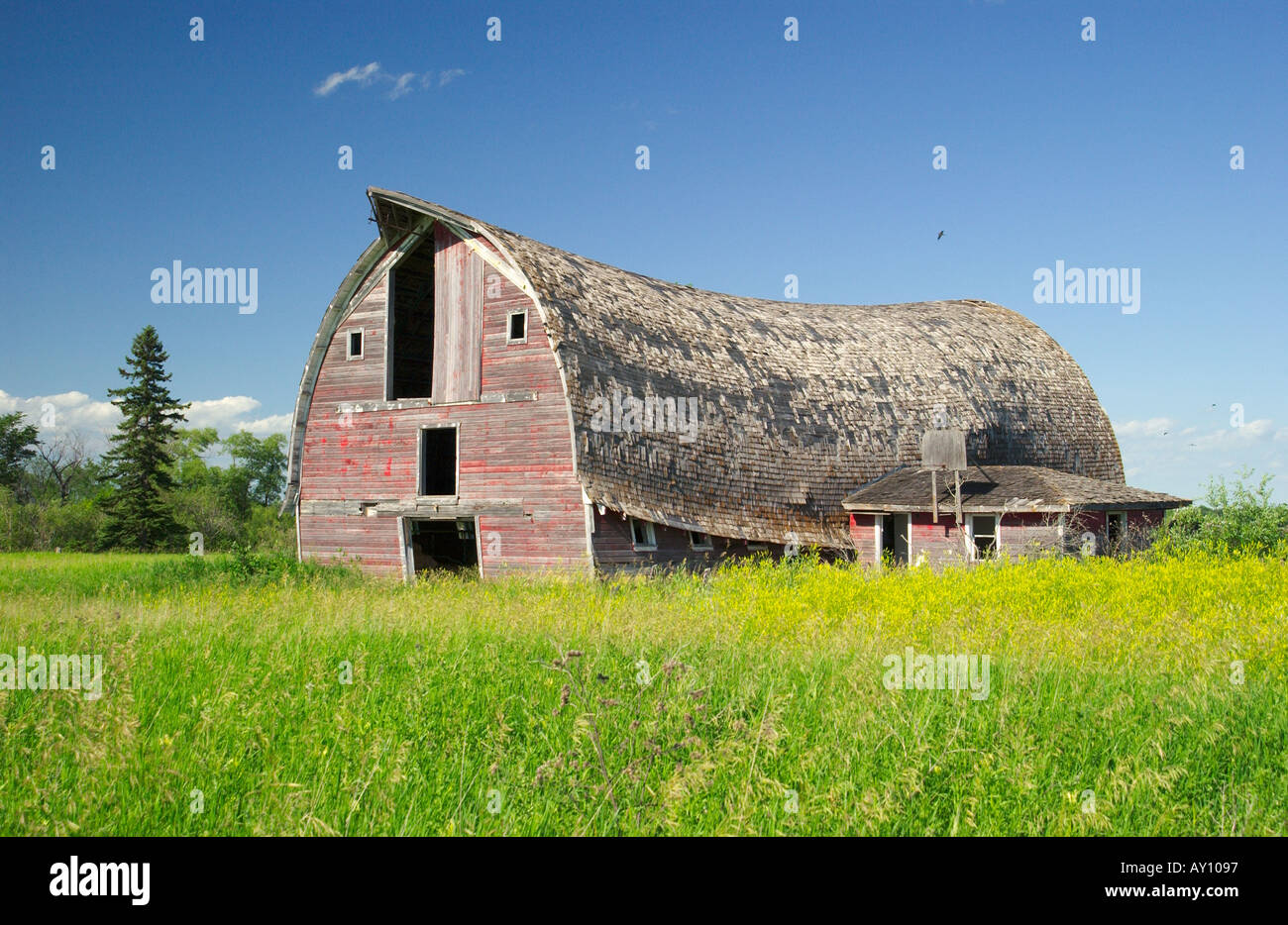 Old barn in danger of collapse near Glenlea Manitoba Canada Stock Photo
