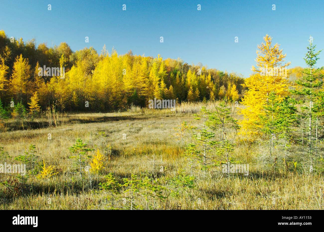 In fall the larch trees turn a brilliant yellow in southern Manitoba