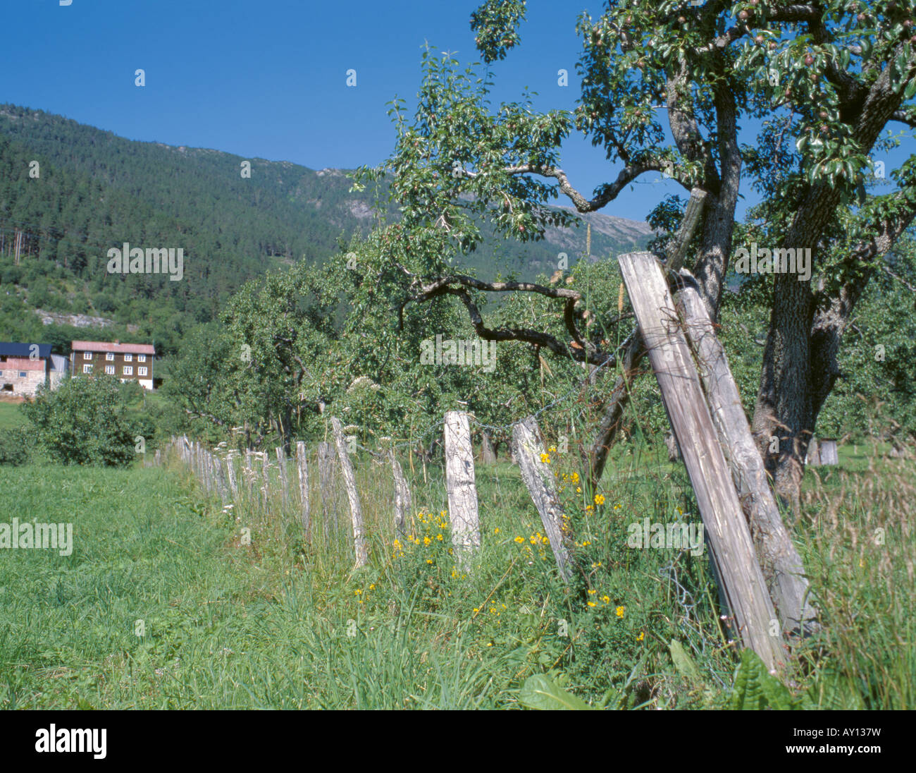 Fruit growing; pear tree orchard and old wooden farm buildings beside Sognefjord, Sogn og Fjordane, Norway. Stock Photo