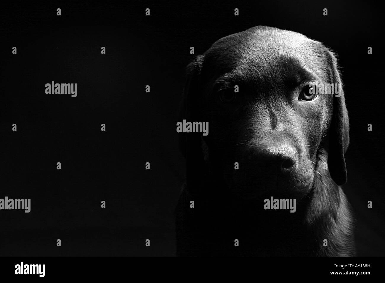 Labrador Puppy Head On in Black and White against a Black Background Stock Photo
