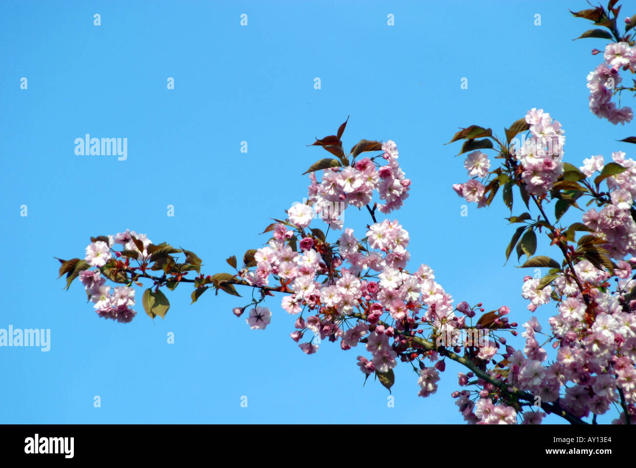 Cherry blossom branch hi-res stock photography and images - Alamy