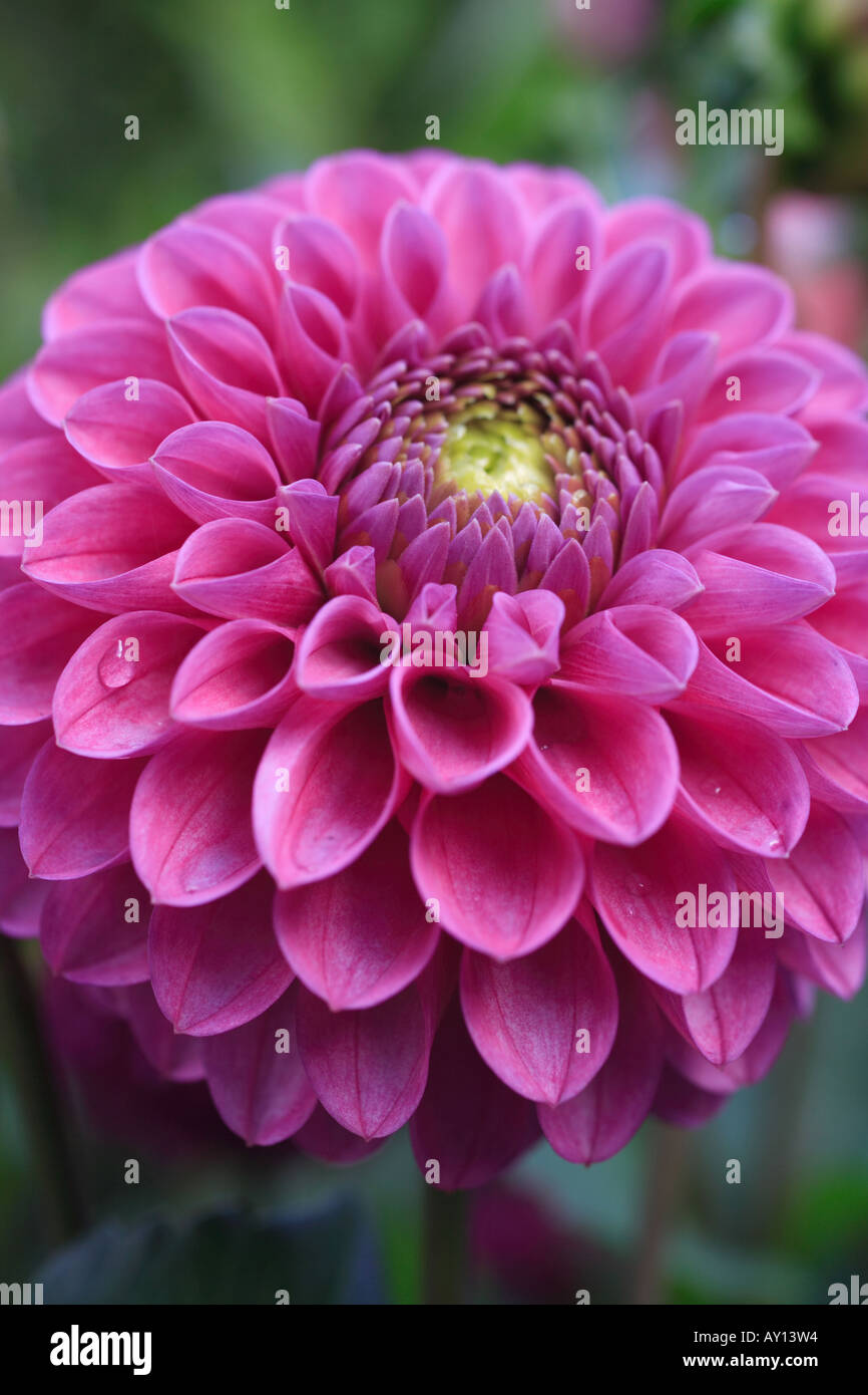 "DAHLIA" pink flower head macro close up flower Stock Photo