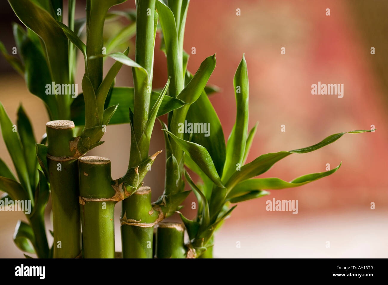 Close up feng shui hi-res stock photography and images - Alamy