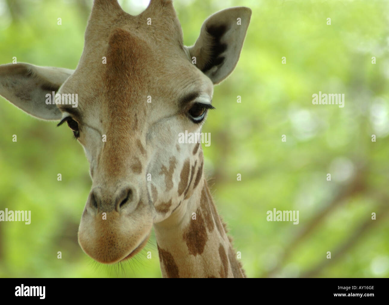 Portrait of a giraffe hi-res stock photography and images - Alamy