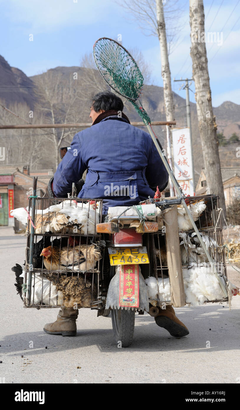 Street trade with live chickens in a village in Chicheng, Hebei, China. 27-Mar-2008 Stock Photo