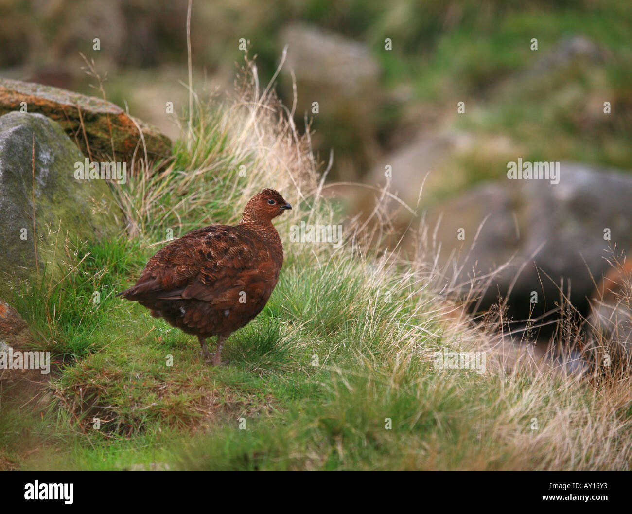Red Grouse Lagopus scoticus by a moorland stream Stock Photo