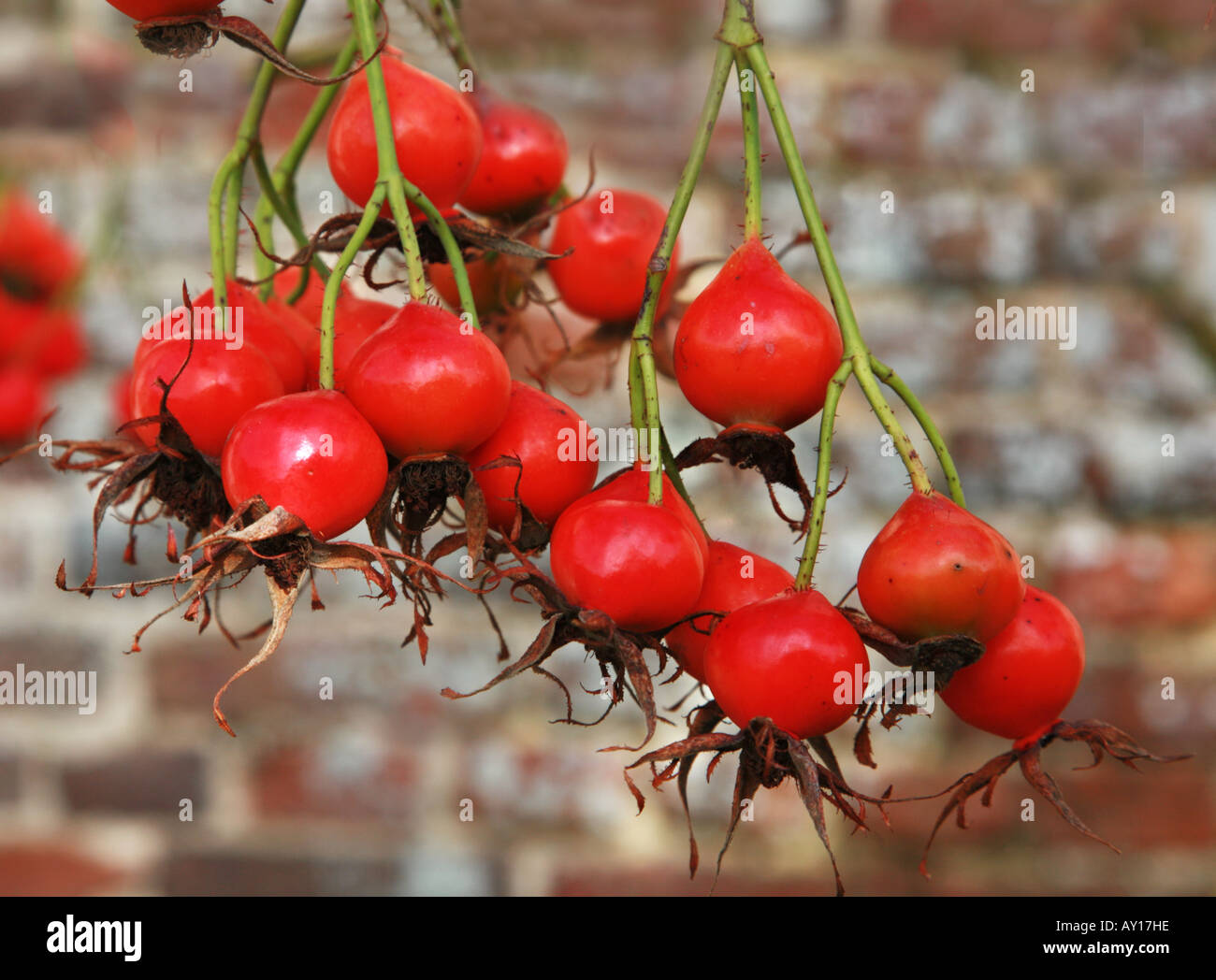 Rose hips hanging in clusters in an autumn garden UK Stock Photo