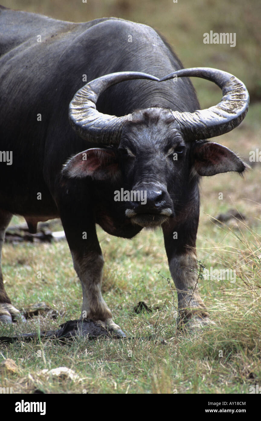 Wild water buffalo in Komodo national park Stock Photo