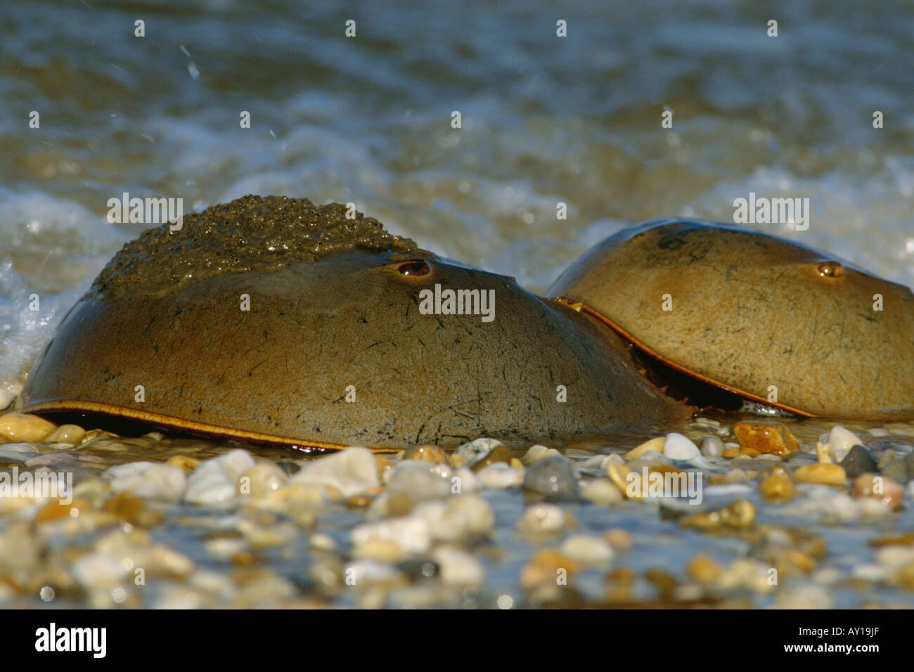 Horseshoe crabs (Merostomata) breeding Stock Photo Alamy