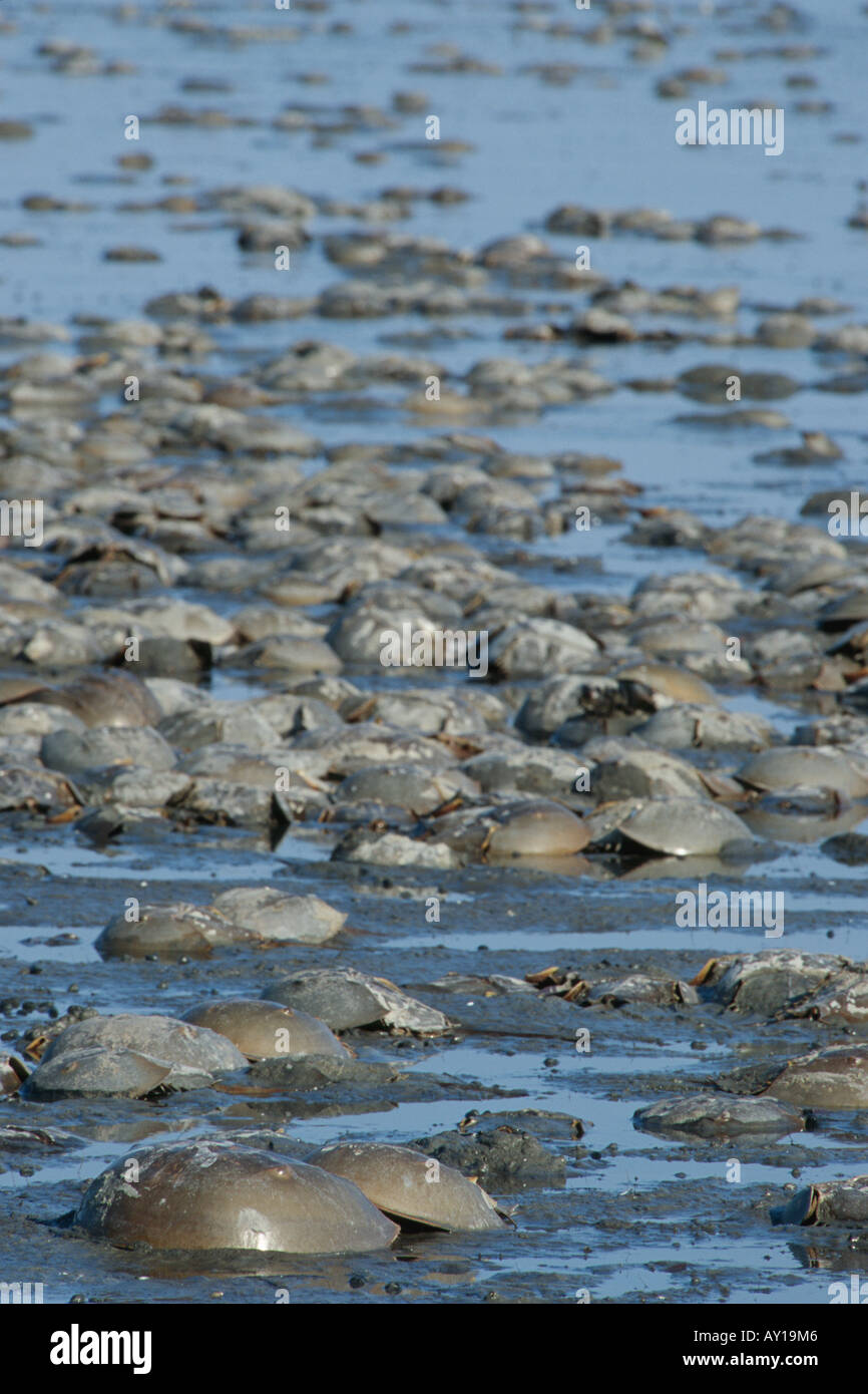 Horseshoe crabs (Merostomata) breeding Stock Photo Alamy