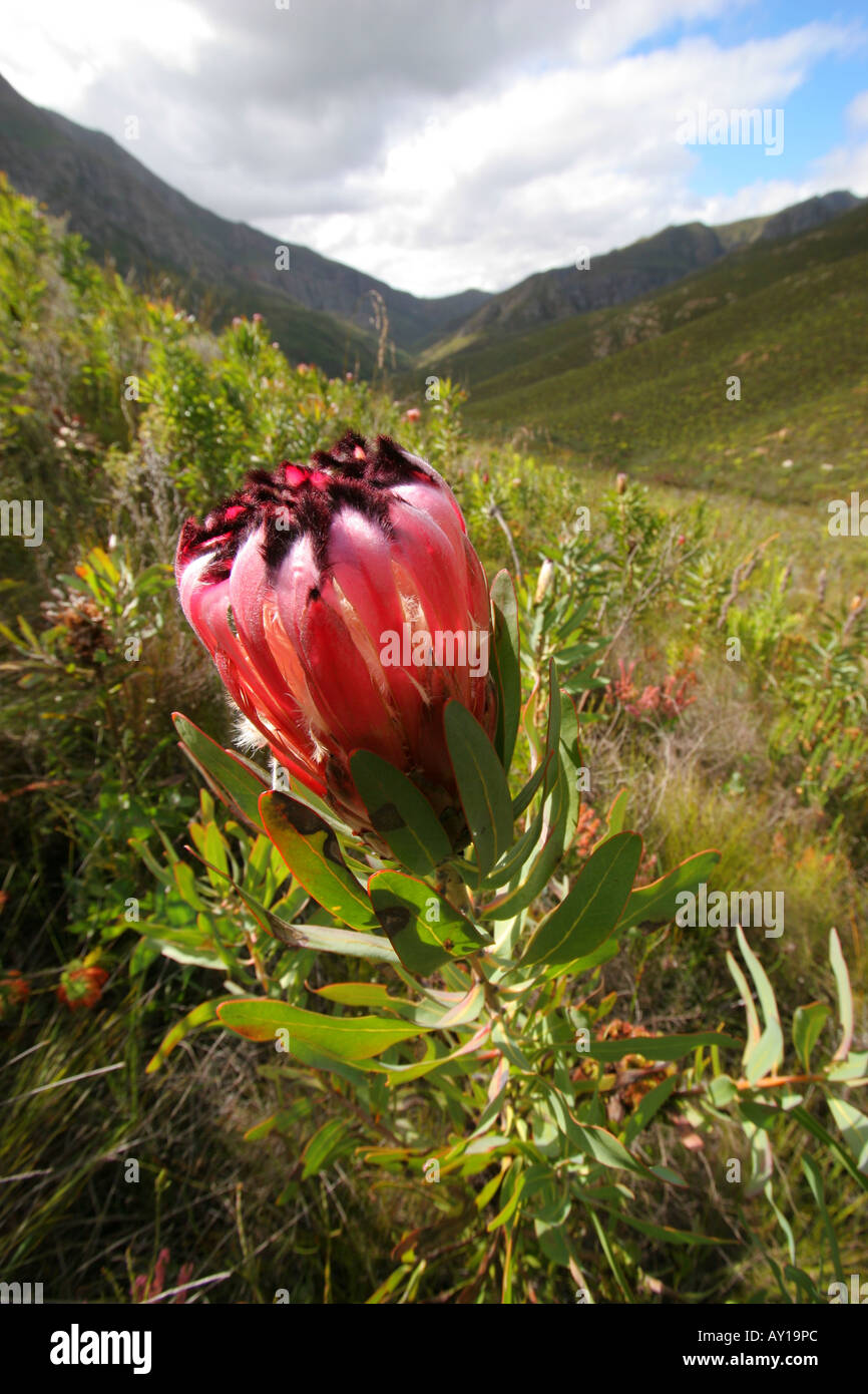 Red Proteus flower on the Boesmanskloof Trail in South Africa Stock Photo